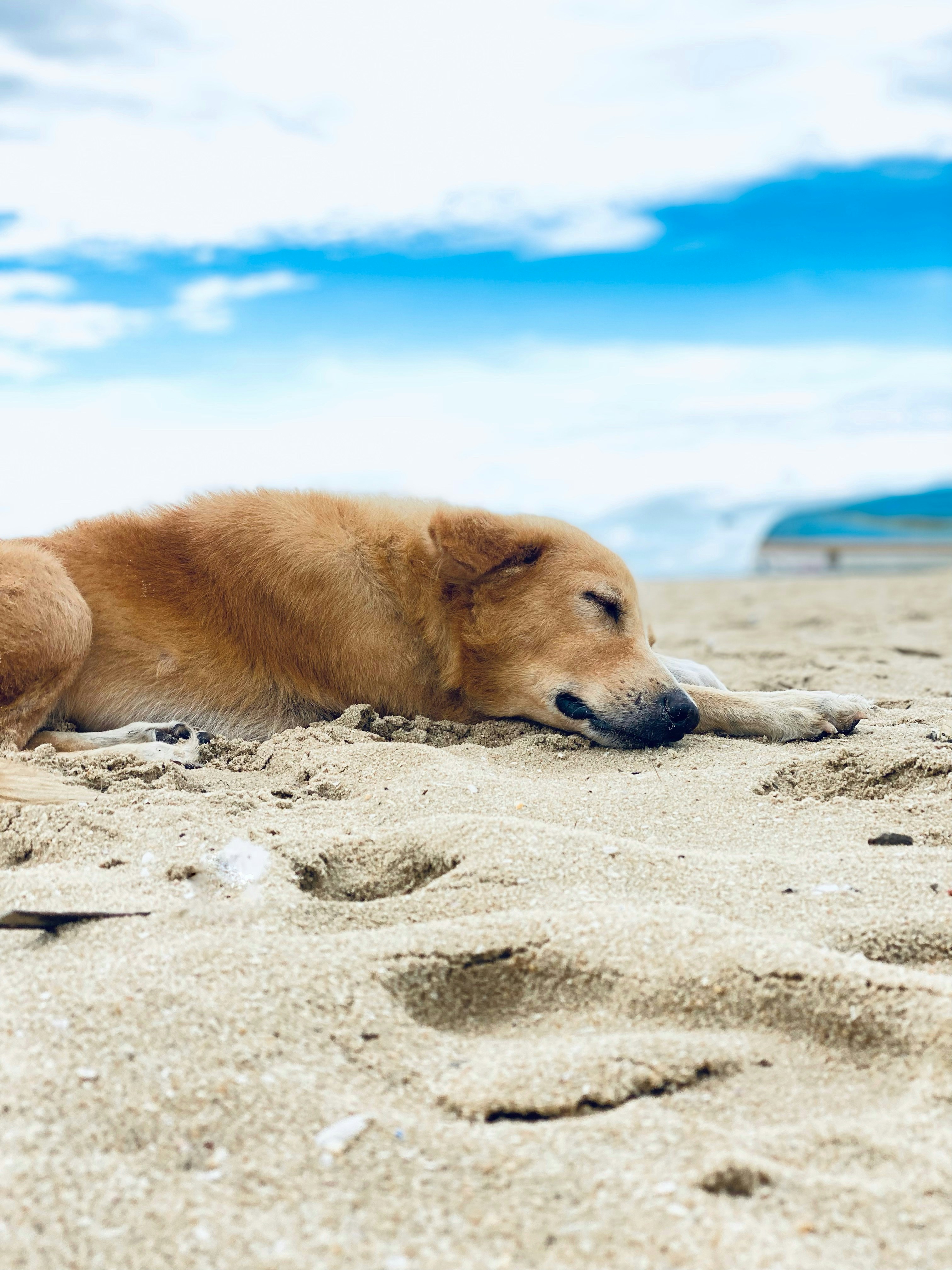 PetGottaHave Directory