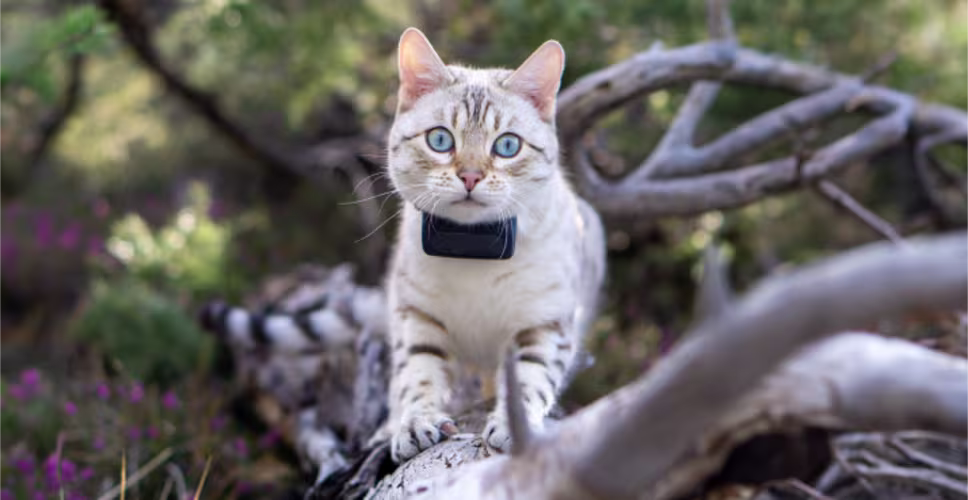 Tractive CAT Mini Logo